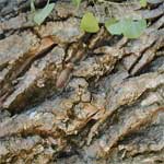 Fremont Cottonwood Bark Fremont Cottonwood Bark