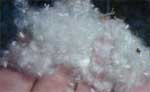 Fremont Cottonwood Seeds Fremont Cottonwood Seeds