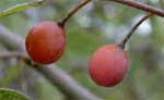 Netleaf Hackberry Fruit