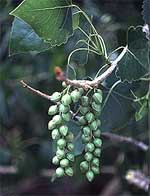 Rio Grande Cottonwood Fruit